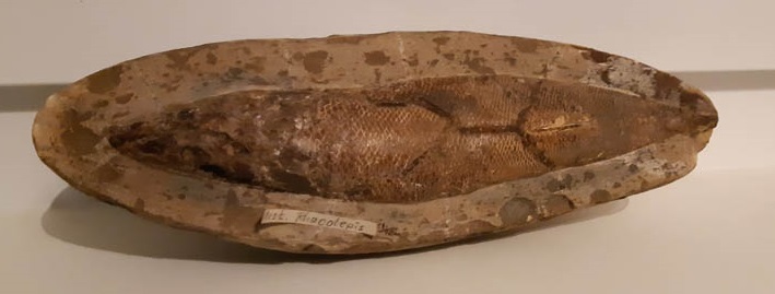 rhacolepis fish fossil