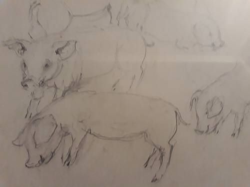Pencil drawing “Schweinehaltung” pig farming