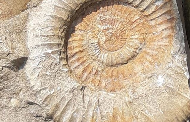 Fossils snail and plants