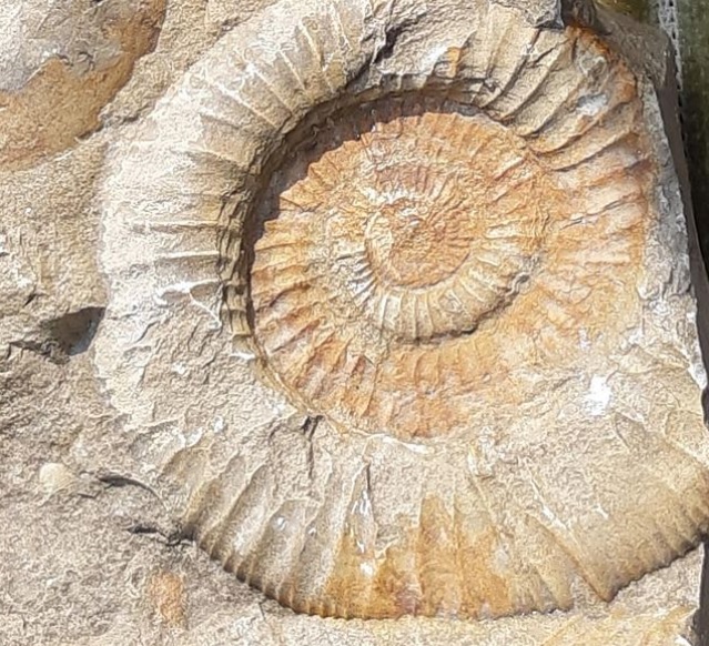 Fossils snail and plants