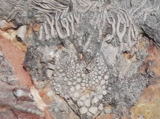 Fossils snail and plants