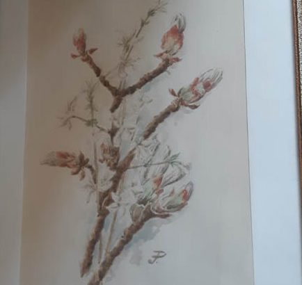 Floral drawings or paintings